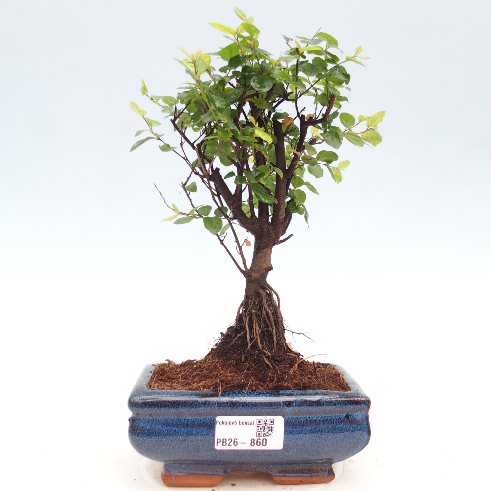 Szobai bonsai - Sageretia thea - Sageretia thea