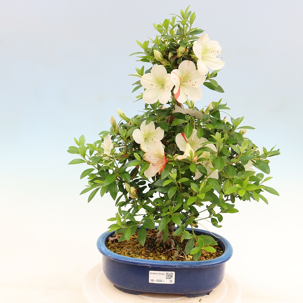 Kültéri bonsai - Japán azálea - Azálea Asahi-no-izumi