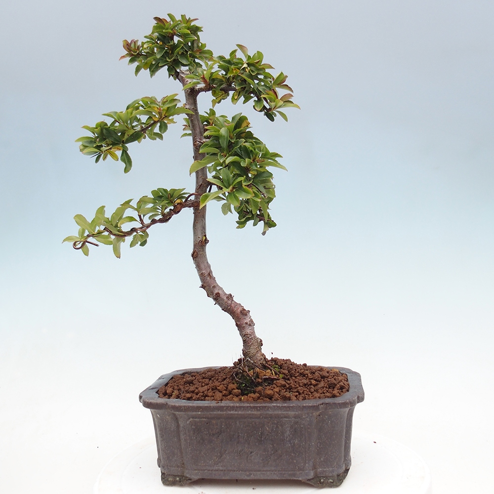 Kültéri bonsai-Pyracantha Teton - Hlox