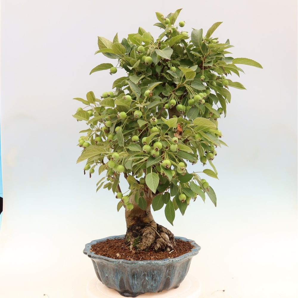 Kültéri bonsai -Malus halliana - Kis gyümölcsű almafa