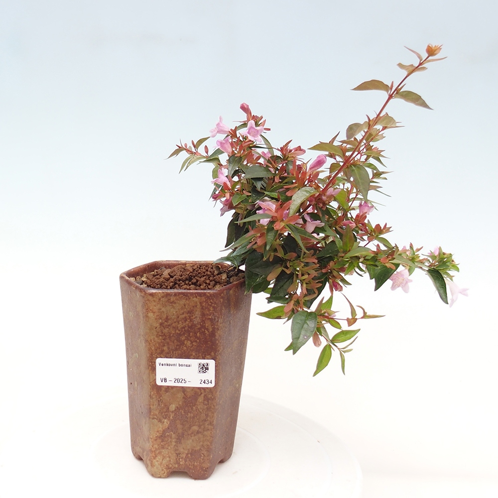 Kültéri bonsai - Abelia Grandiflora - Abelia grandiflora