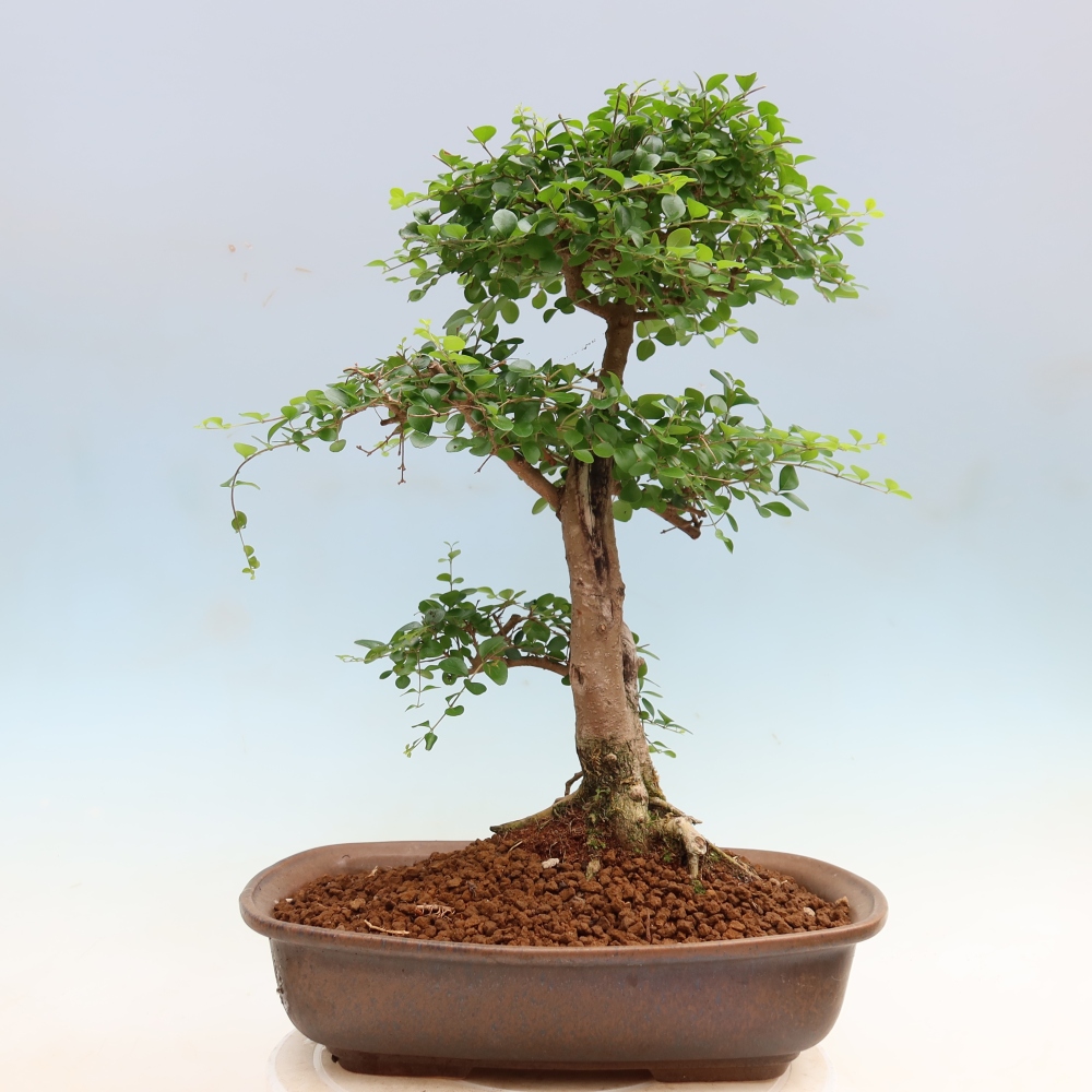 Szobai bonsai -Ligustrum retusa - kislevelű madárcsőrű