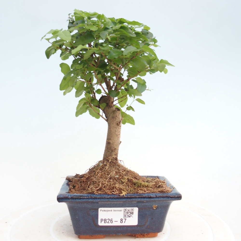 Szobai bonsai -Ligustrum chinensis - Madárcsőr