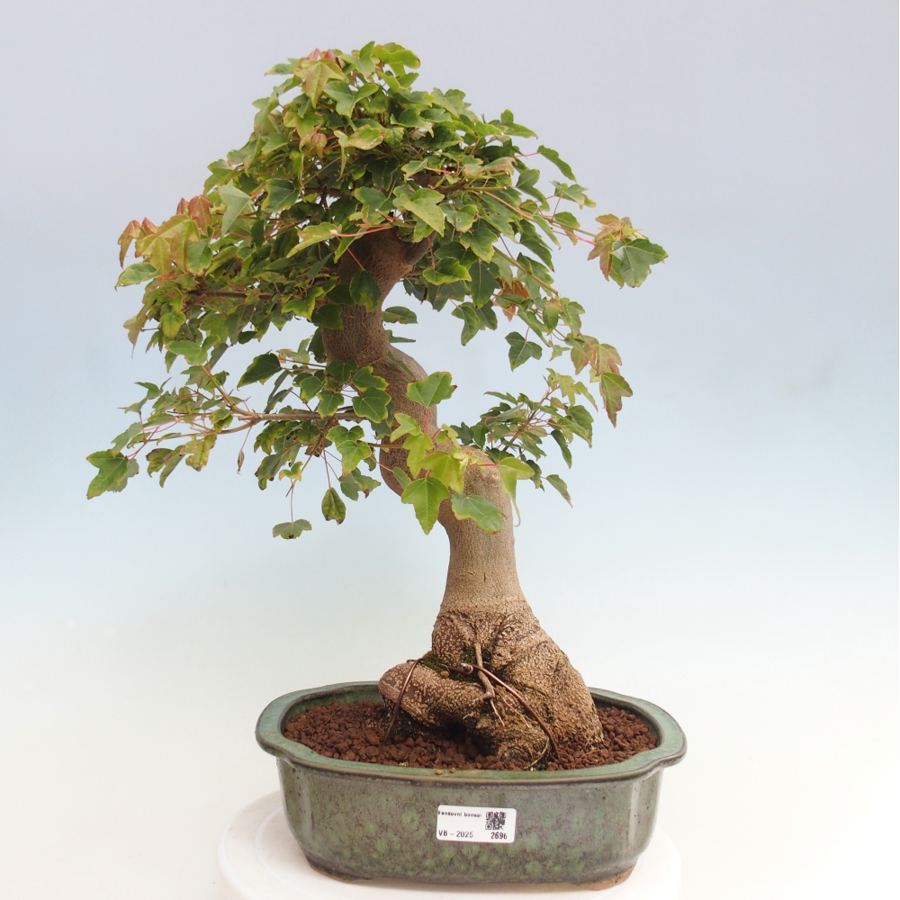 Kültéri bonsai - Acer Buergerianum - Burger juhar