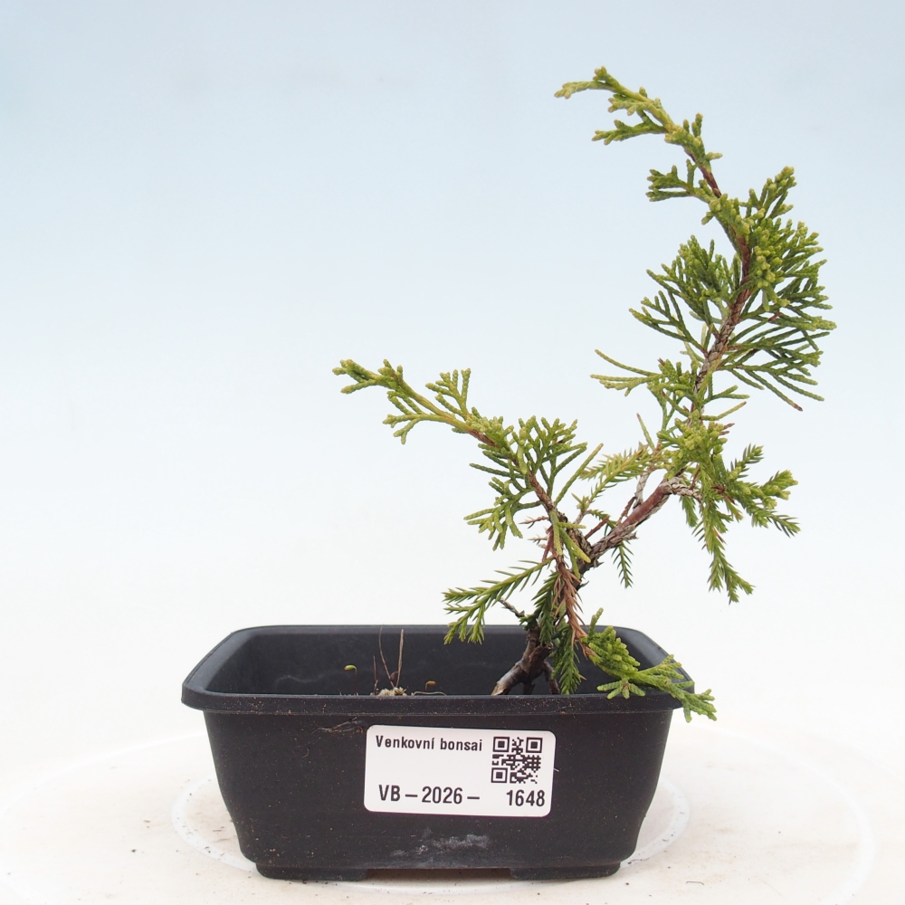 Kültéri bonsai - Juniperus chinensis Itoigawa