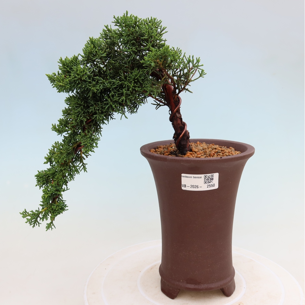 Kültéri bonsai - Juniperus chinensis Kishu
