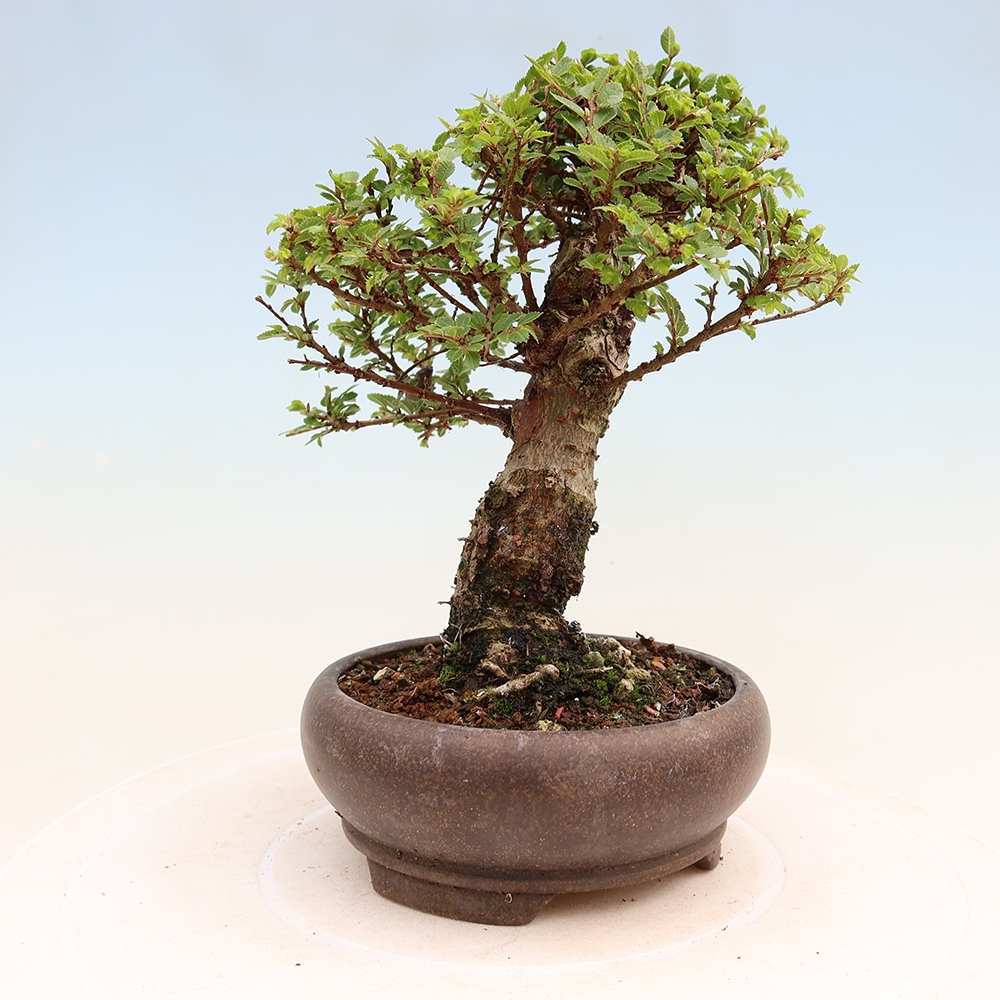 Kültéri bonsai - Ulmus parvifolia Sagei - Kislevelű szilfa