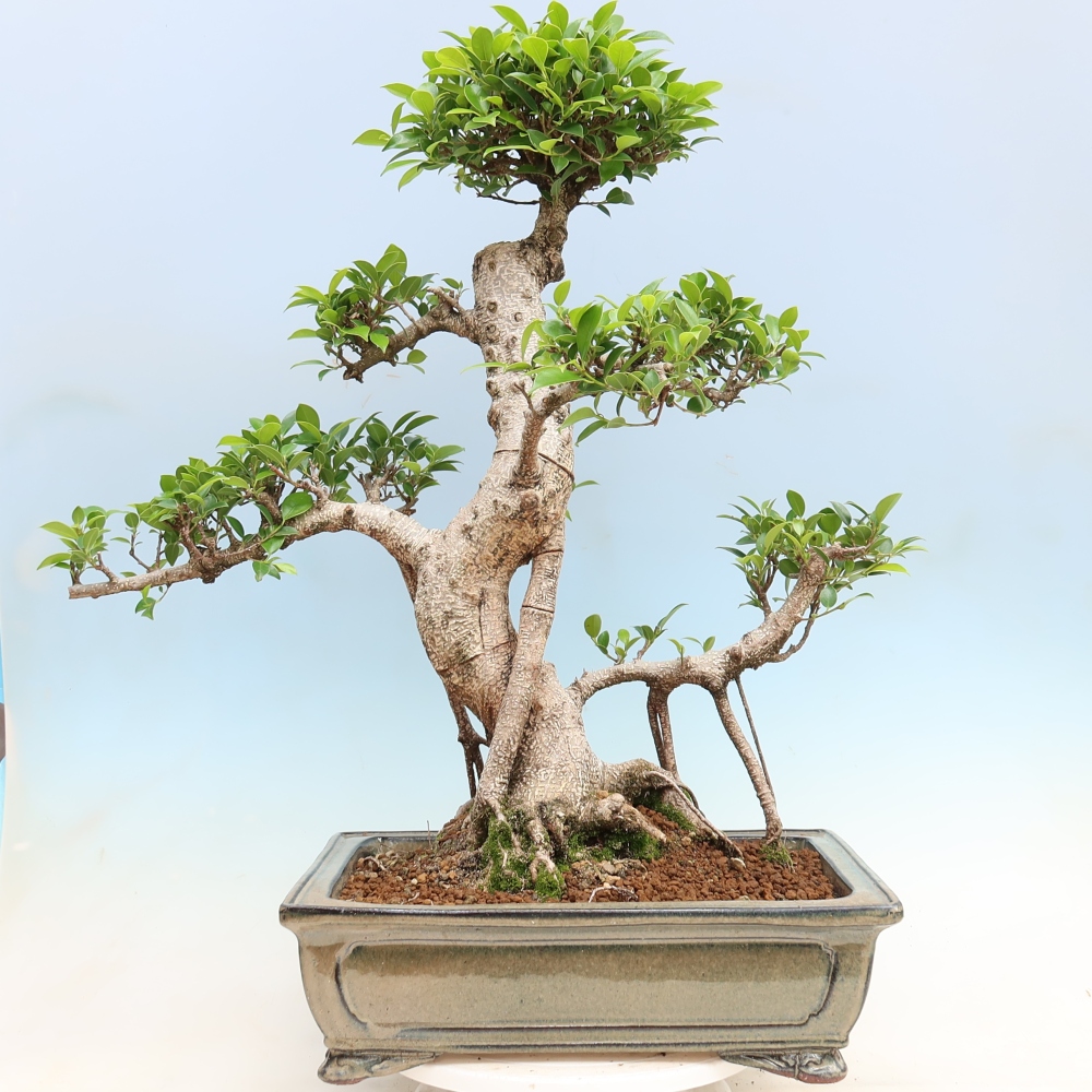 Szobai bonsai - Ficus kimmen - kislevelű fikusz