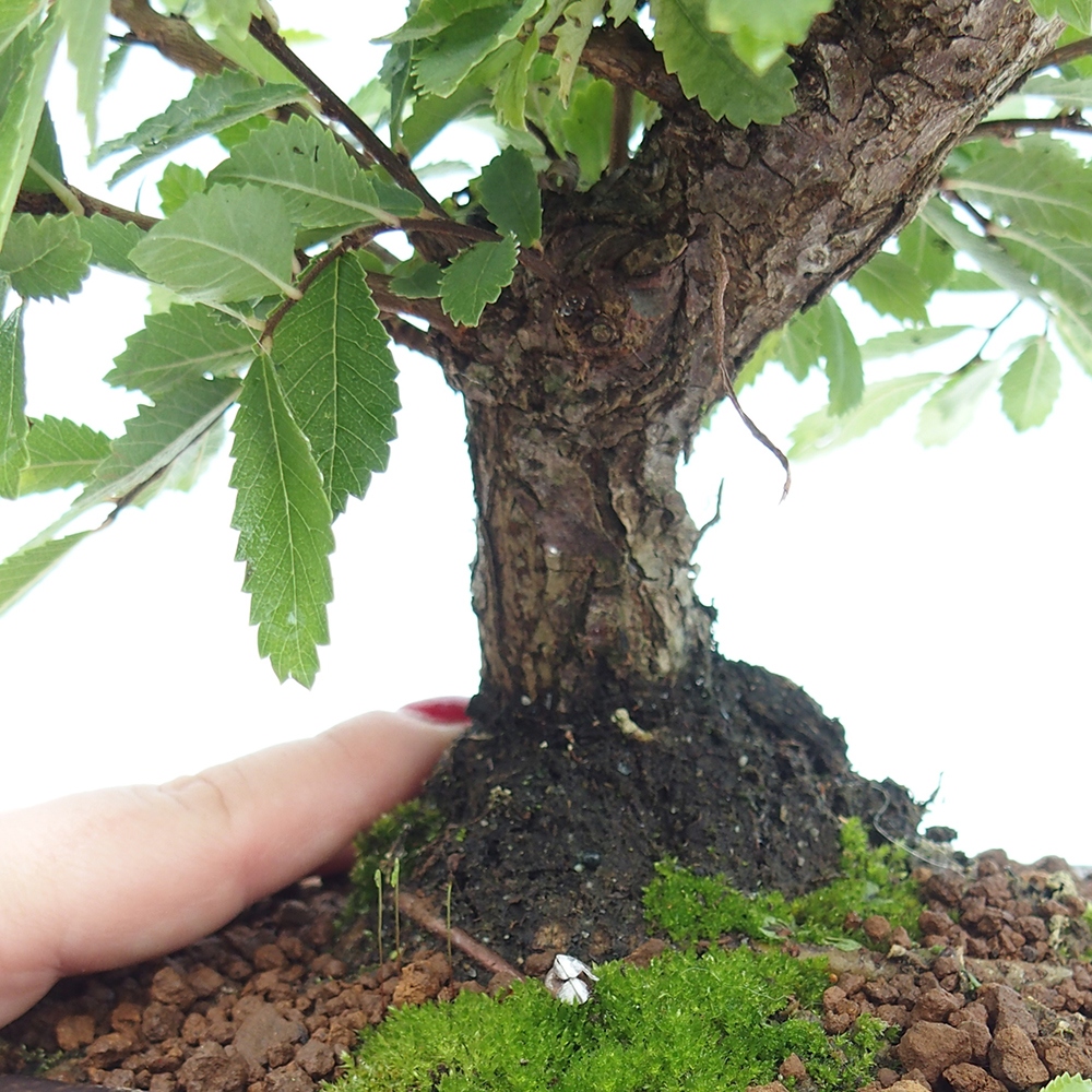 Kültéri bonsai - Zelkova - Zelkova NIRE