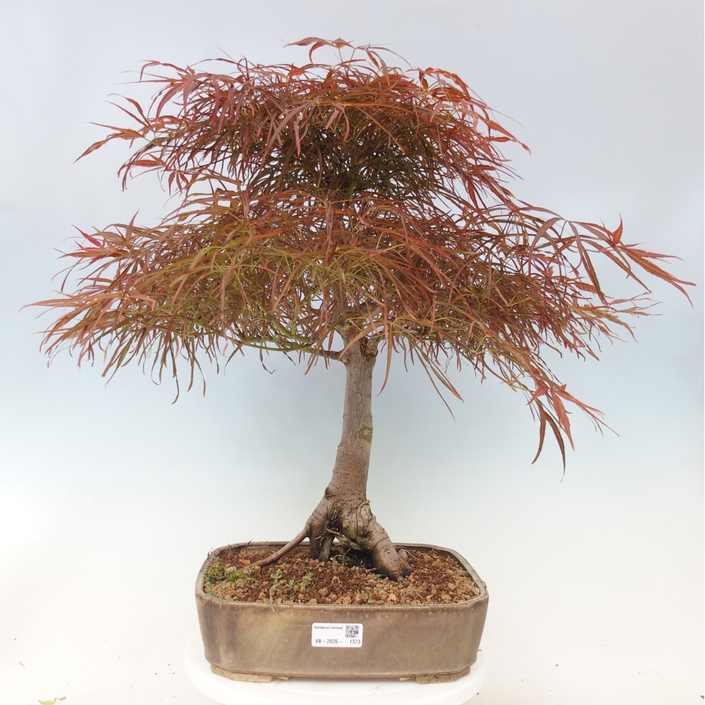 Kültéri bonsai - Acer palmatum RED PYGMY