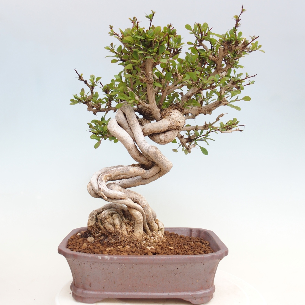 Kültéri bonsai - Berberis coreana