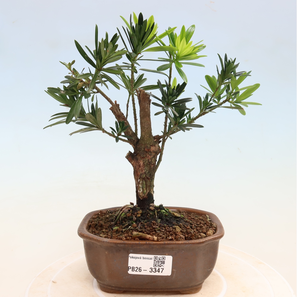 Szobai bonsai - Podocarpus - Kőtiszafa