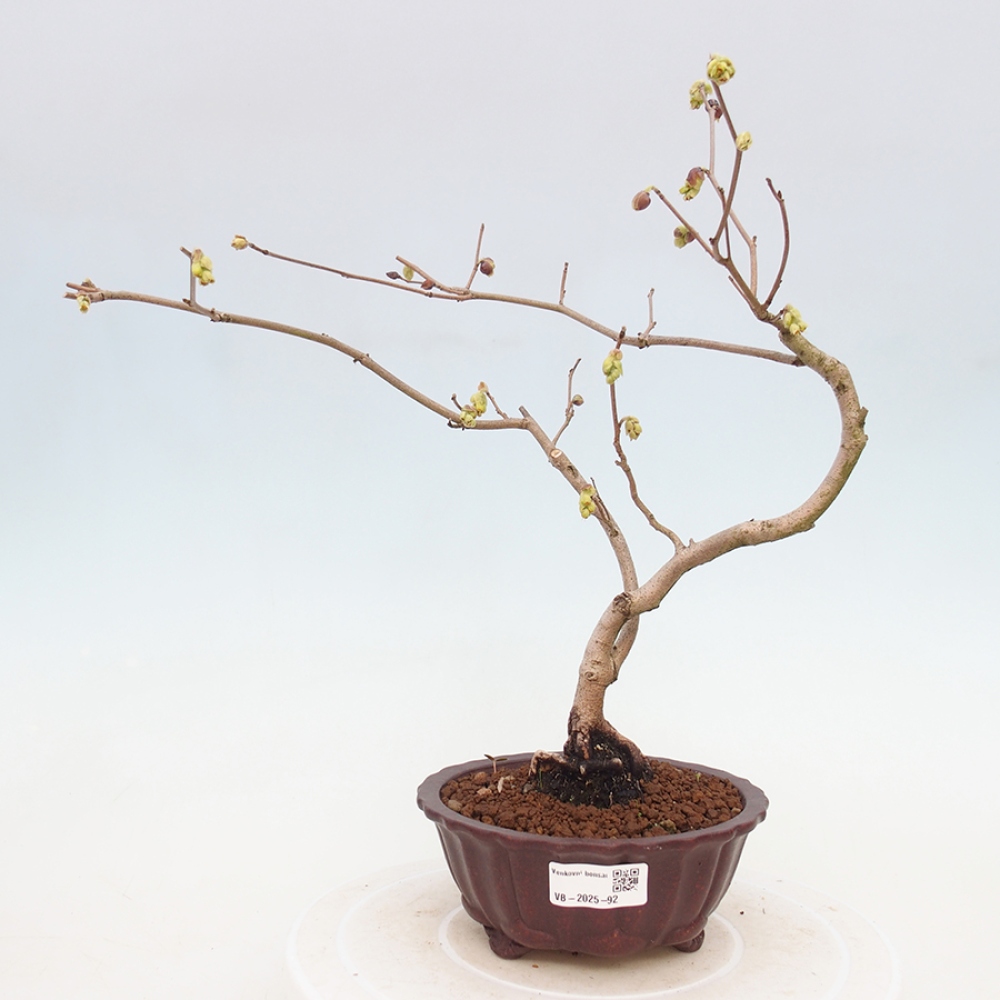 Kültéri bonsai - Mogyoró - Corylopsis Spicata