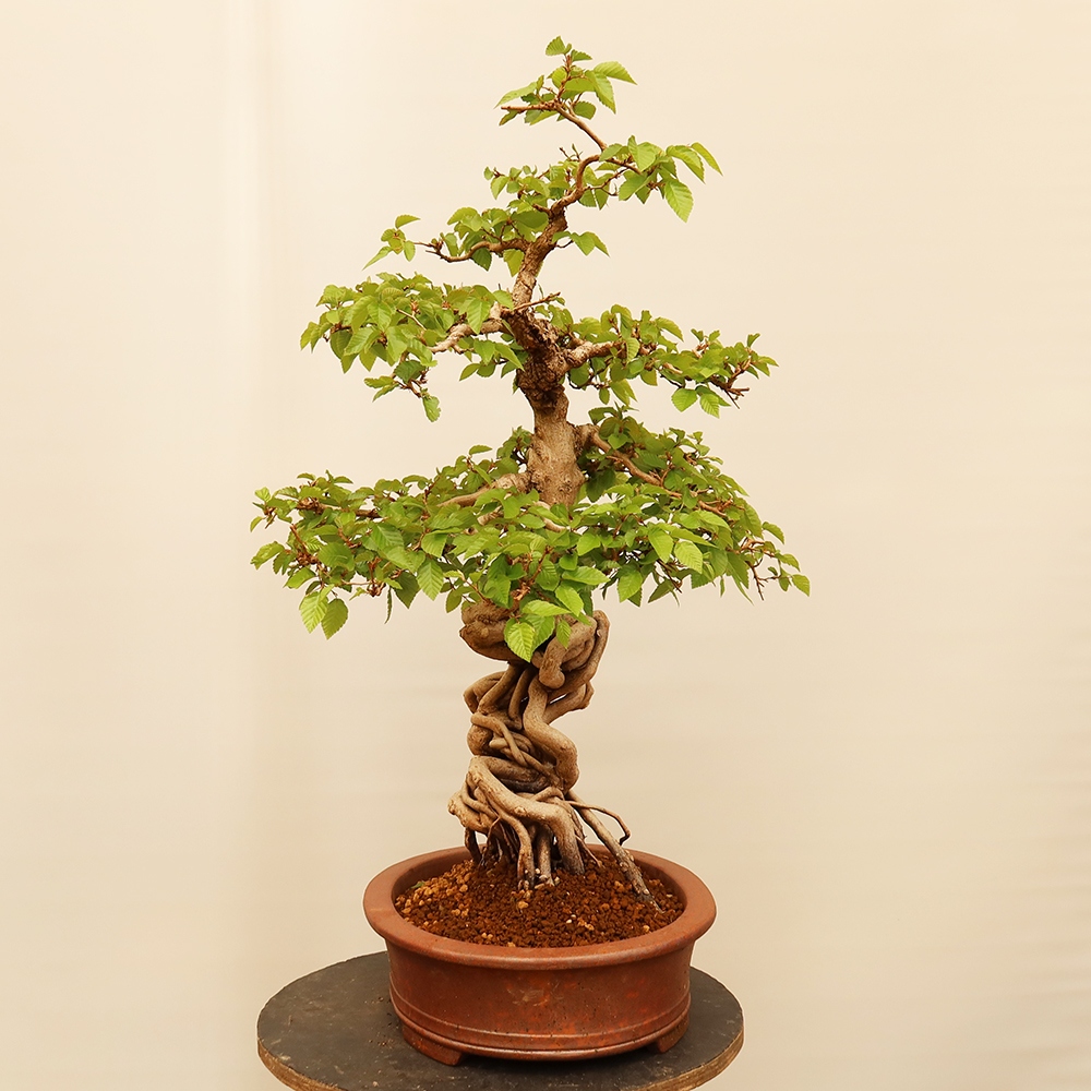 Kültéri bonsai -Carpinus Coreana - Koreai gyertyánfa