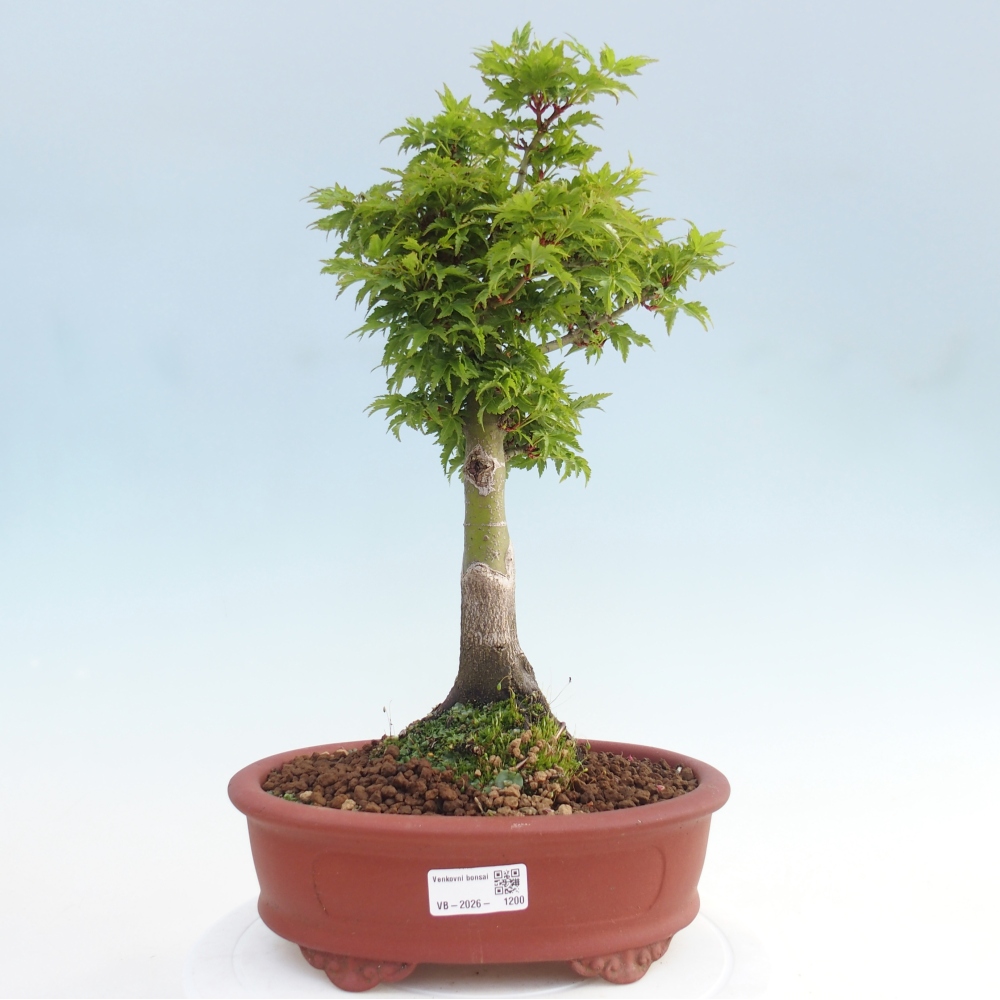 Kültéri bonsai -Javor pálma Acer palmatum Shishigashira