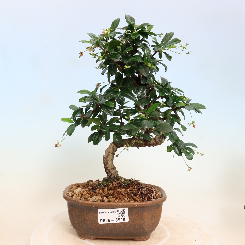 Szobai bonsai - Carmona macrophylla - Tea fuki