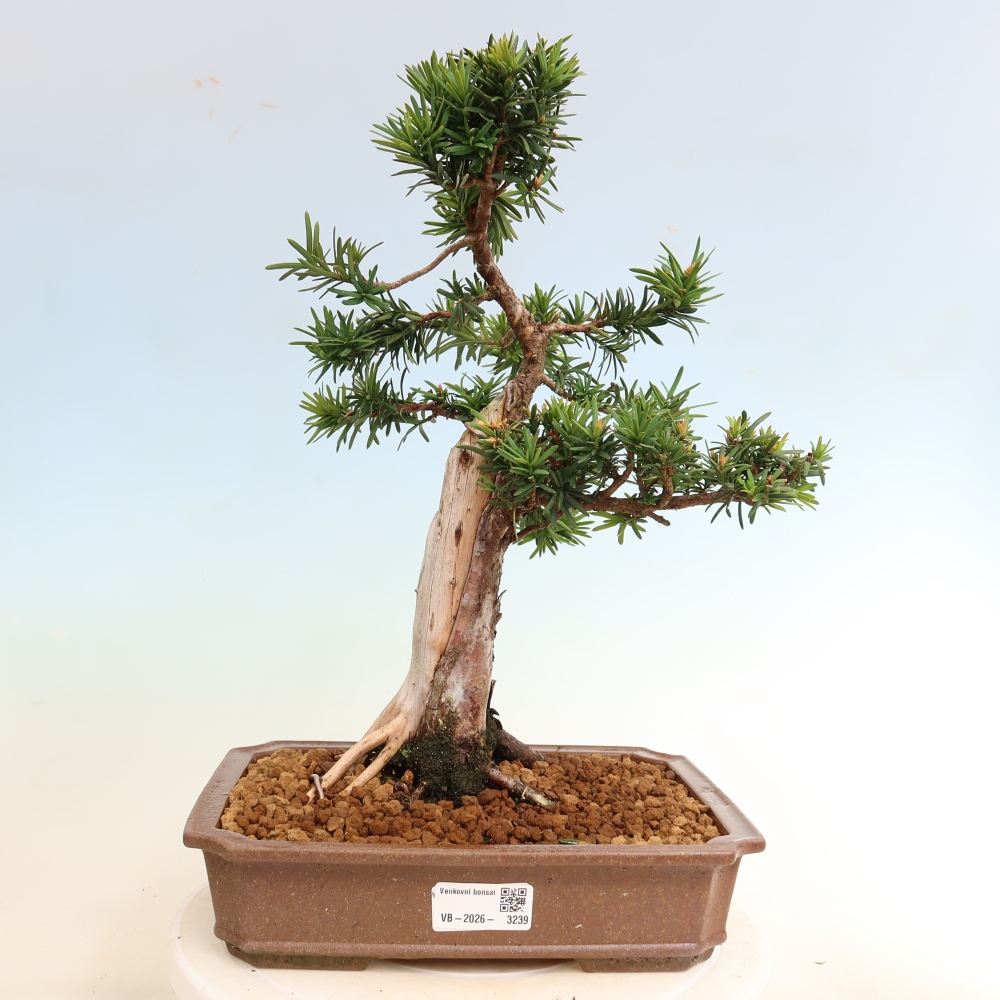 Kültéri bonsai - Taxus cuspidata - japán tiszafa