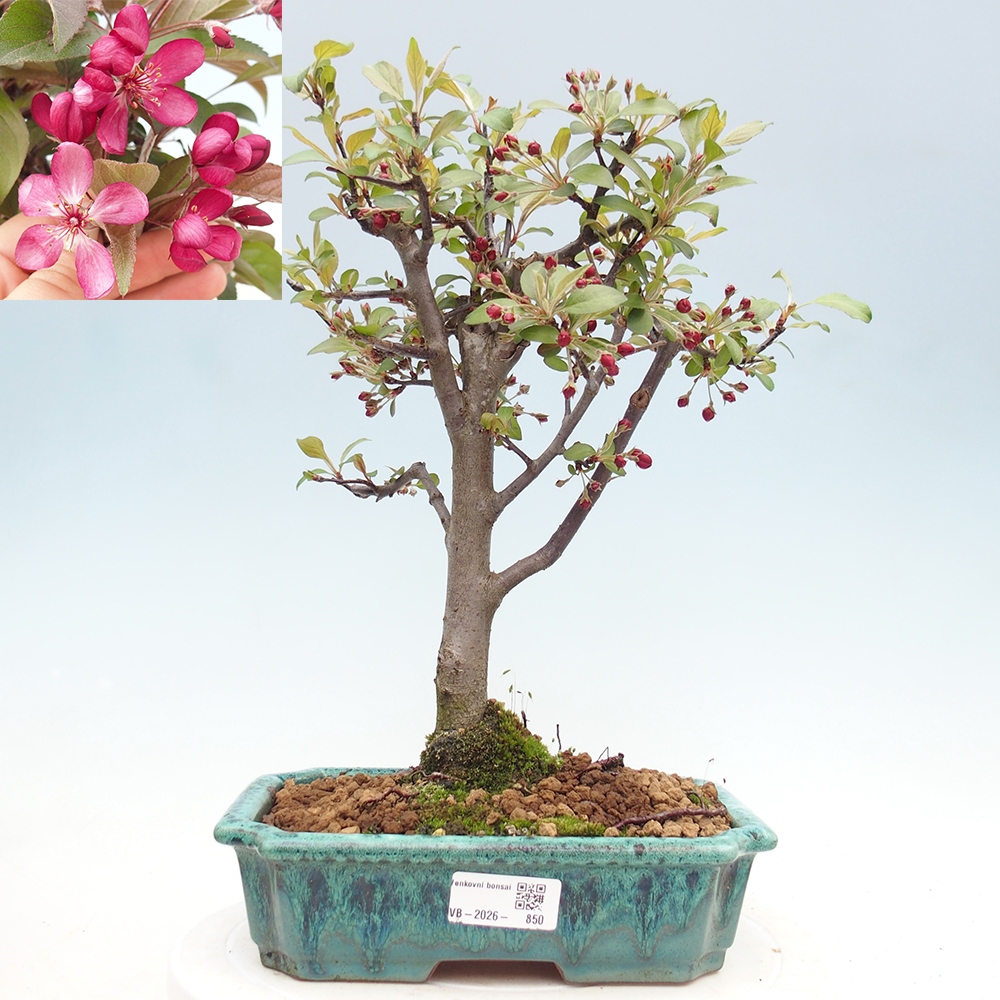 Kültéri bonsai -Malus domestica - Kis gyümölcsű piros levelű almafa