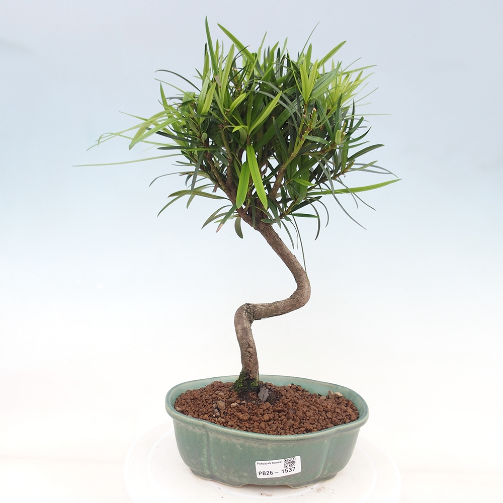Szobai bonsai - Podocarpus - Kőtiszafa