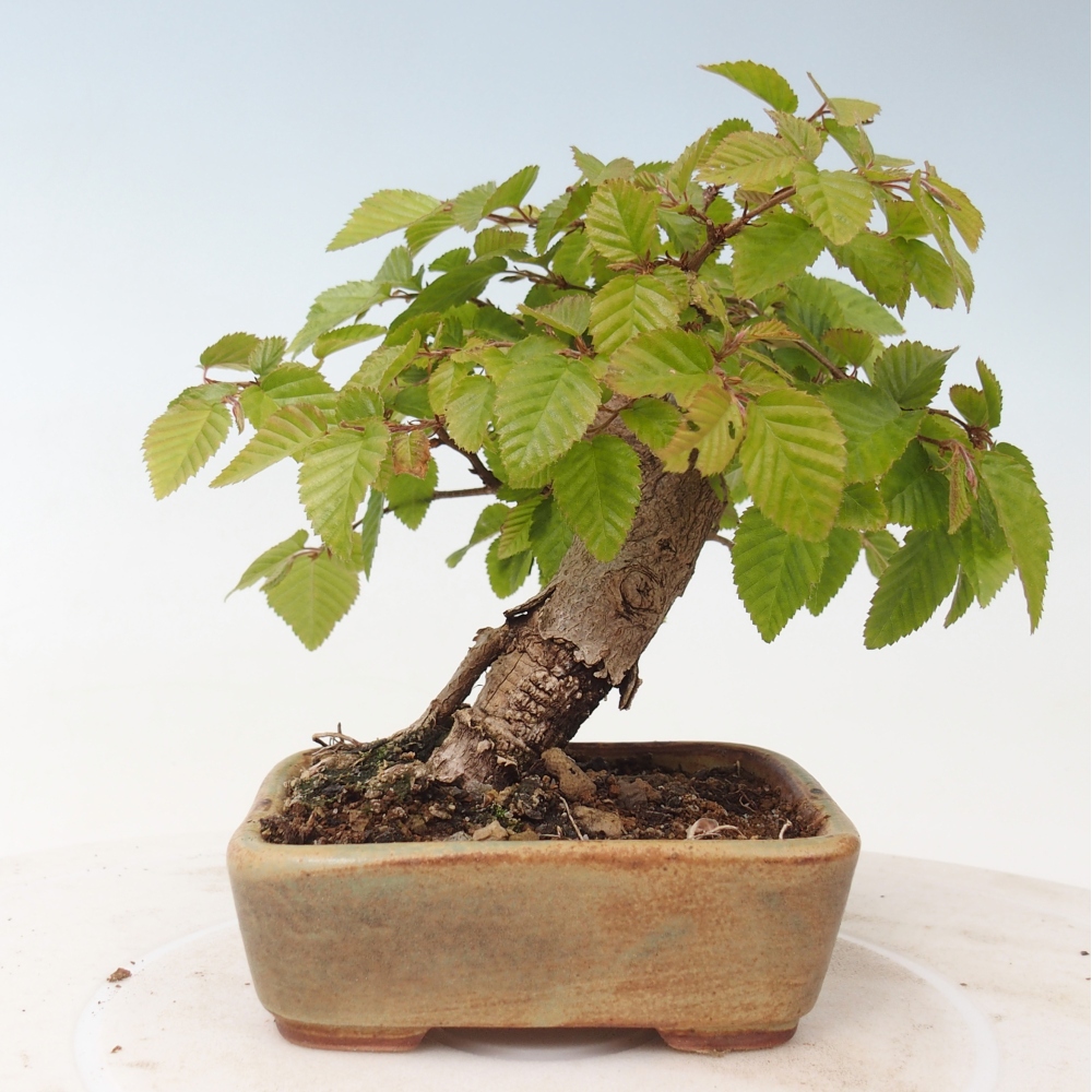 Kültéri bonsai -Carpinus CARPINOIDES - Koreai gyertyánfa