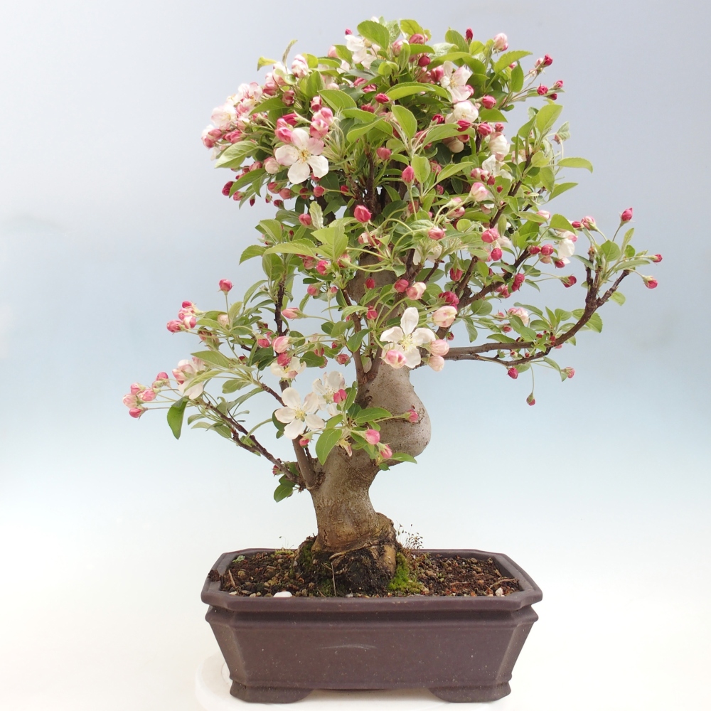 Kültéri bonsai -Malus halliana - Kis gyümölcsű almafa