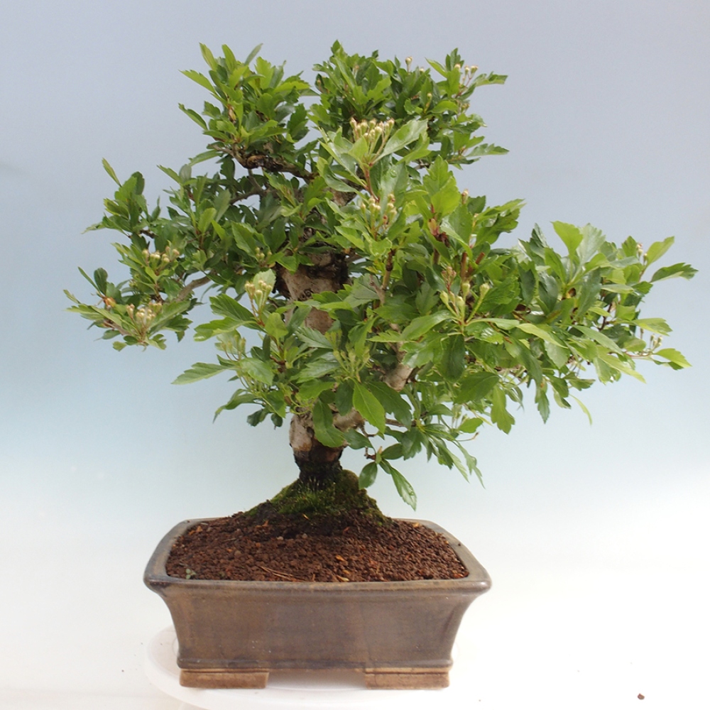 Kültéri bonsai - Galagonya - Crataegus cuneata