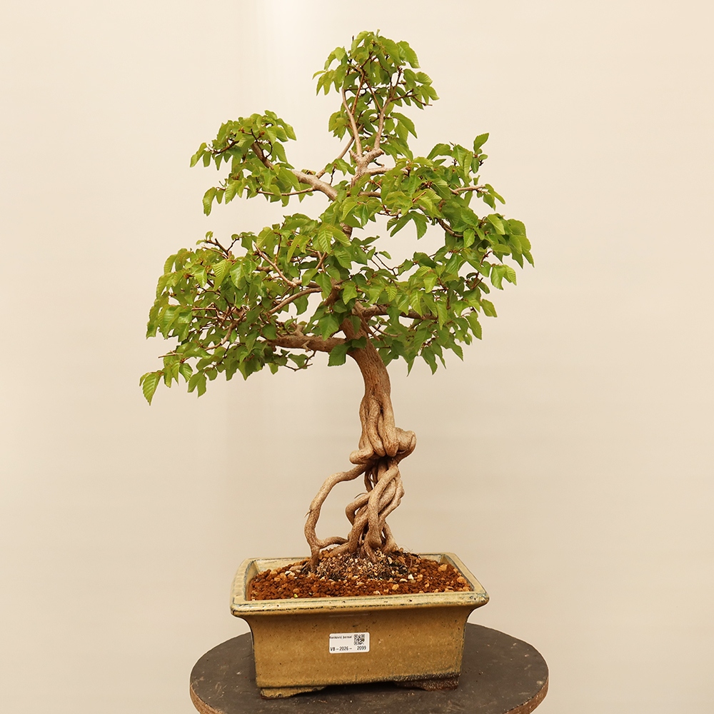 Kültéri bonsai -Carpinus Coreana - Koreai gyertyánfa