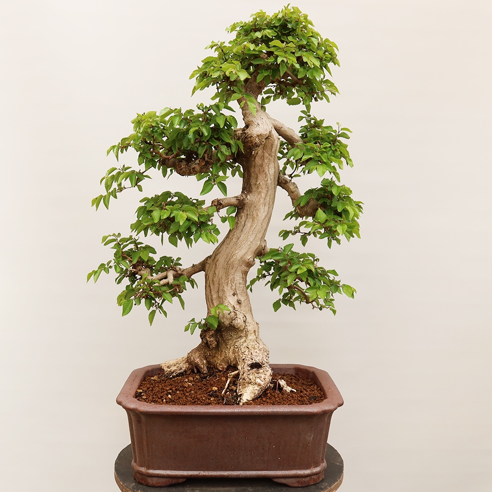 Kültéri bonsai -Carpinus Coreana - Koreai gyertyánfa