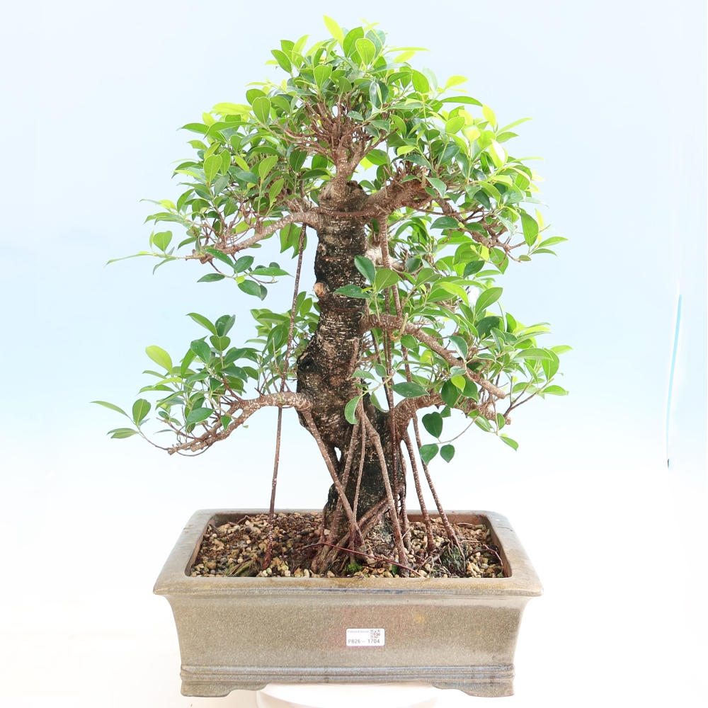 Szobai bonsai - Ficus kimmen - kislevelű fikusz
