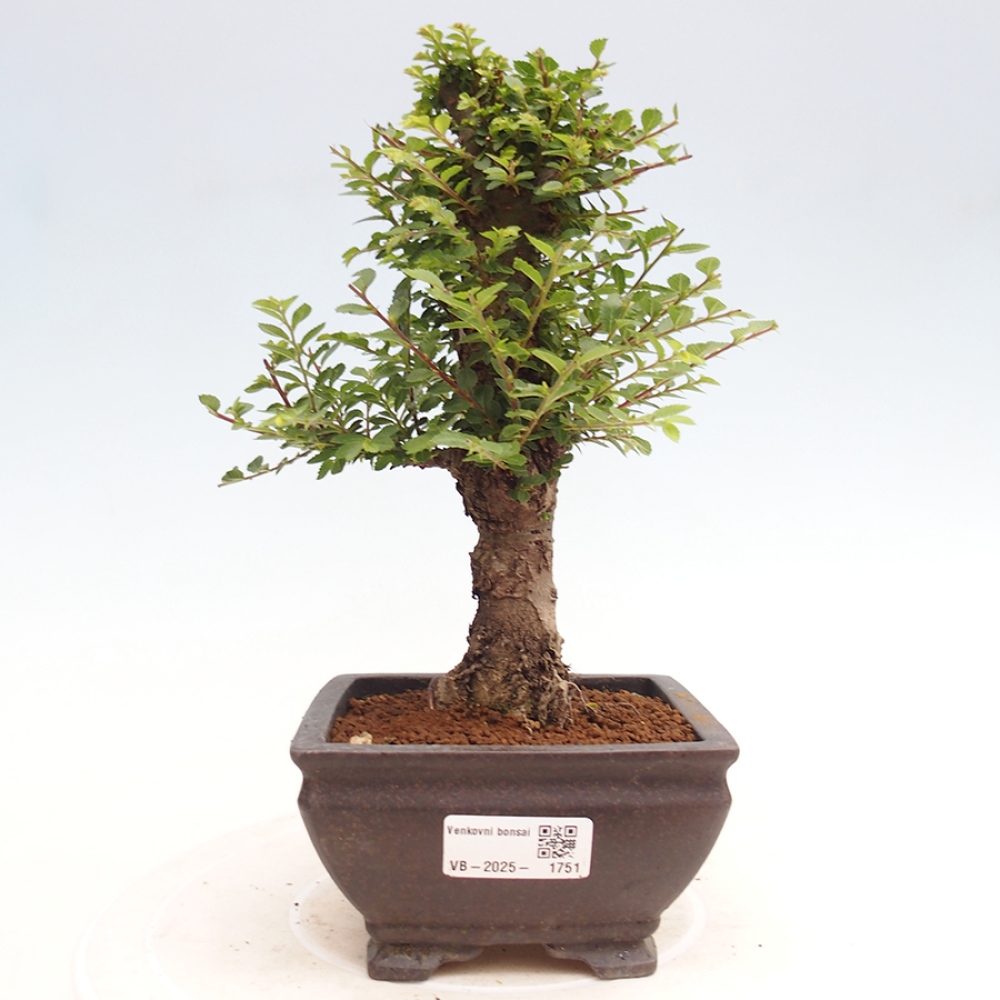 Kültéri bonsai - Ulmus parvifolia Hokkaido - Kínai szil - Ulmus parvifolia Hokkaido