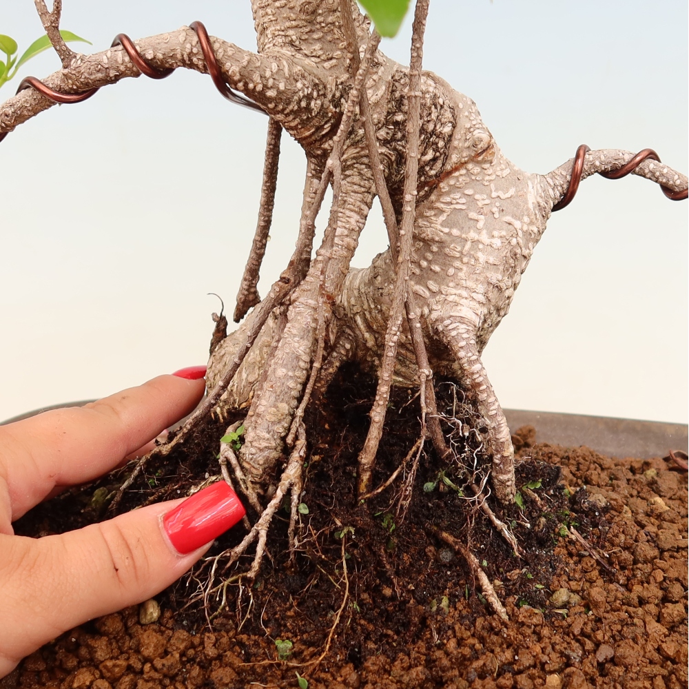 Szobai bonsai - Ficus kimmen - kislevelű fikusz