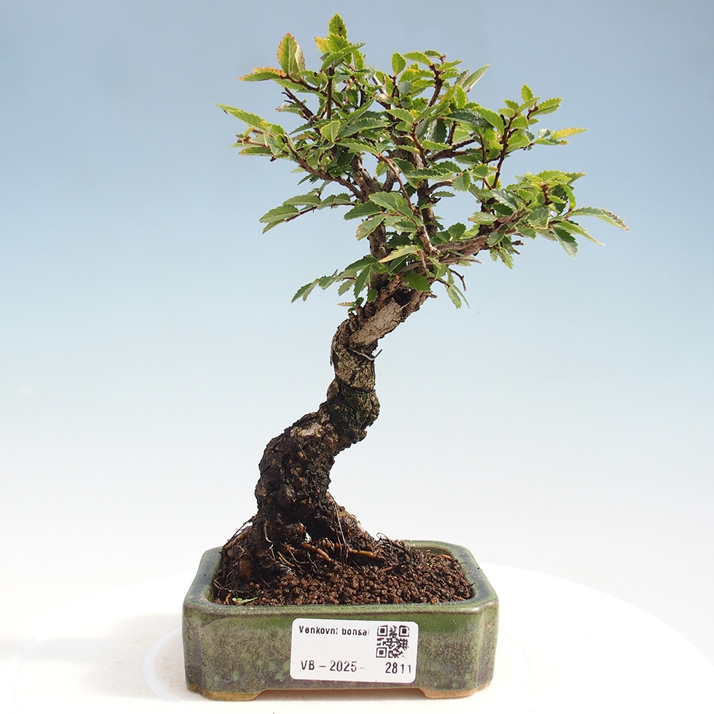 Kültéri bonsai - Zelkova - Zelkova NIRE
