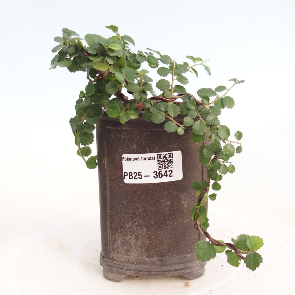 Szobai bonsai - Grewia sp. - Grewia malafolia