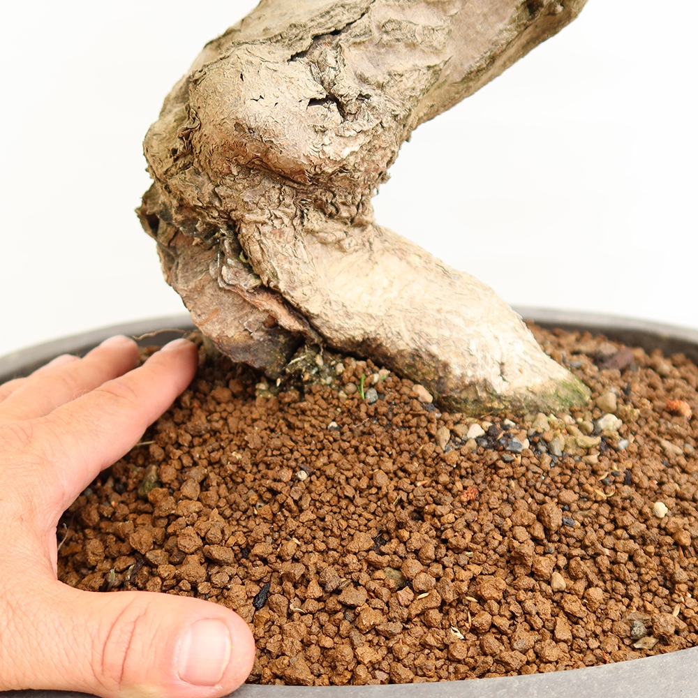 Kültéri bonsai -Carpinus Coreana - Koreai gyertyánfa