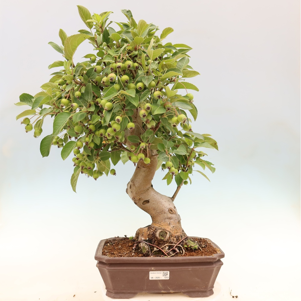 Kültéri bonsai -Malus halliana - Kis gyümölcsű almafa
