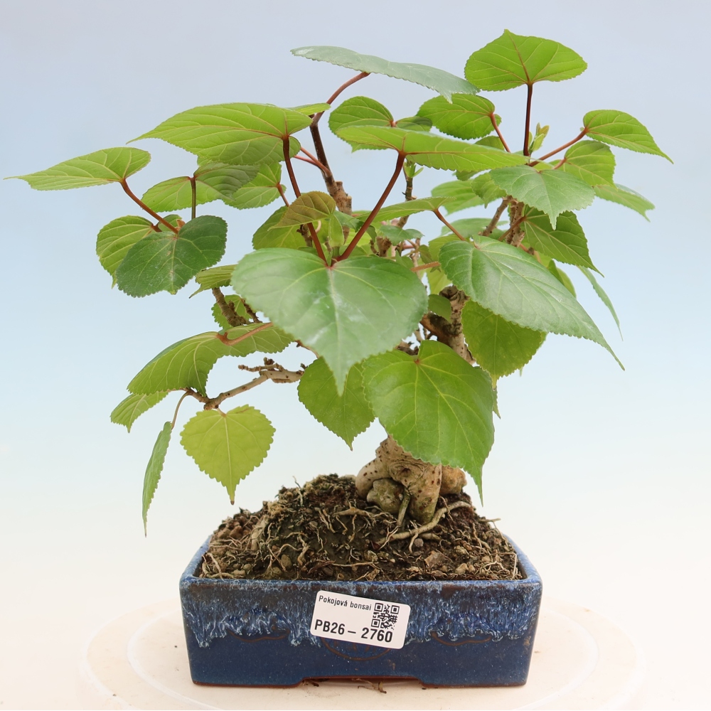 Beltéri bonsai - Hibiscus tiliaceus - tengeri hibiszkusz
