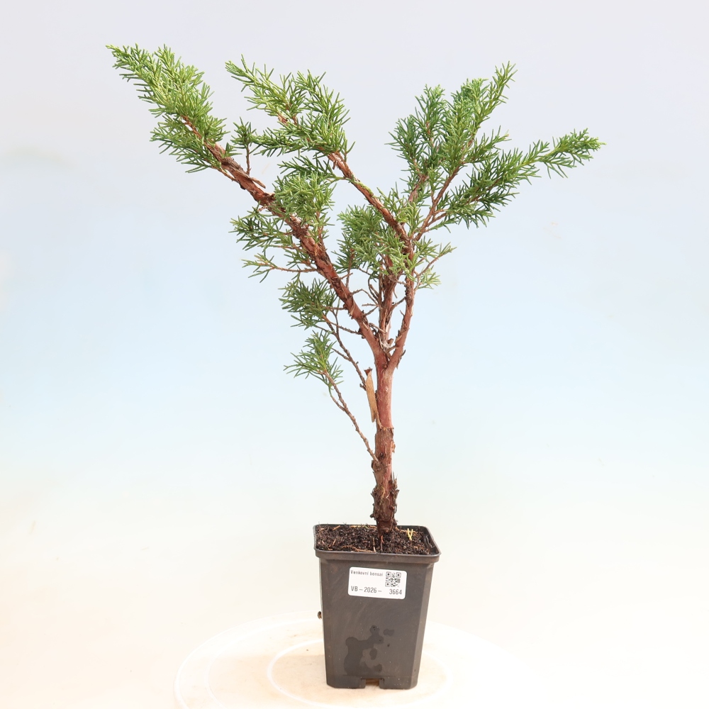 Kültéri bonsai - Juniperus chinensis Kishu
