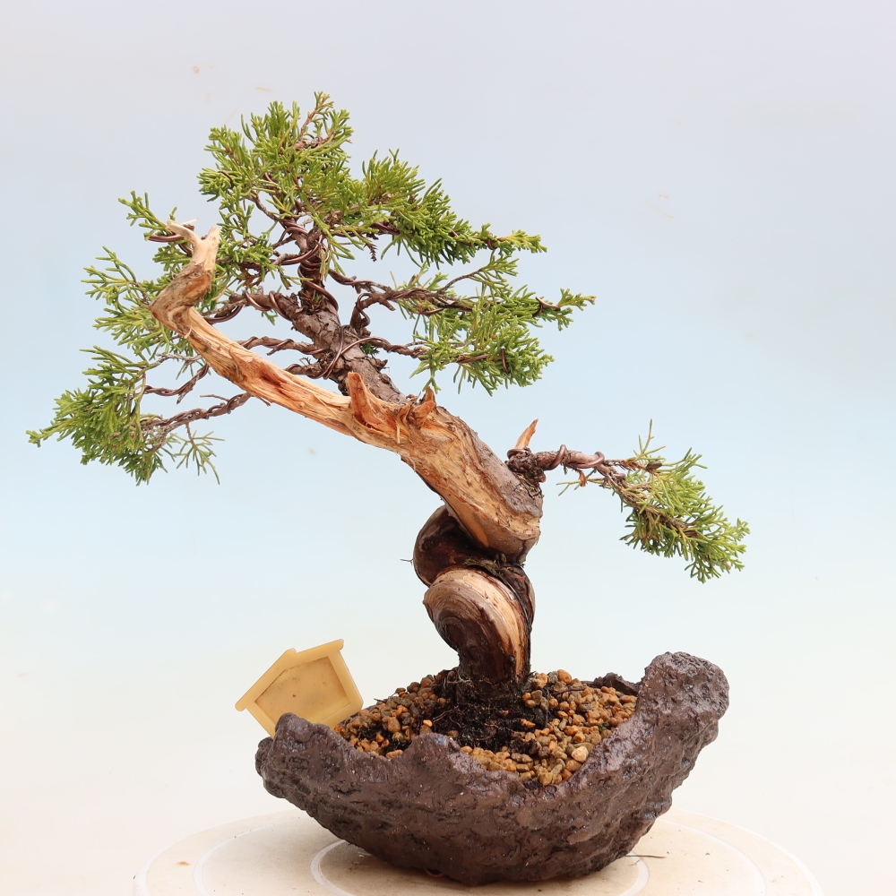 Kültéri bonsai - Juniperus chinensis Itoigawa-Juniperus chinensis