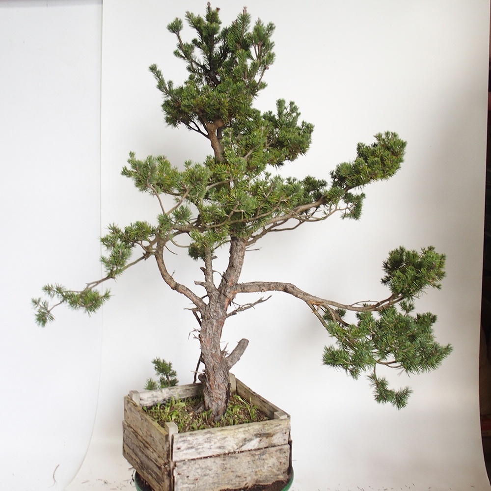 Yamadori - Pinus sylvestris Spanyolország