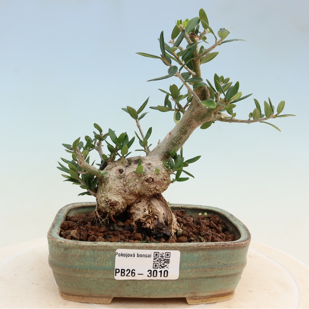 Beltéri bonsai - Olea europaea sylvestris
