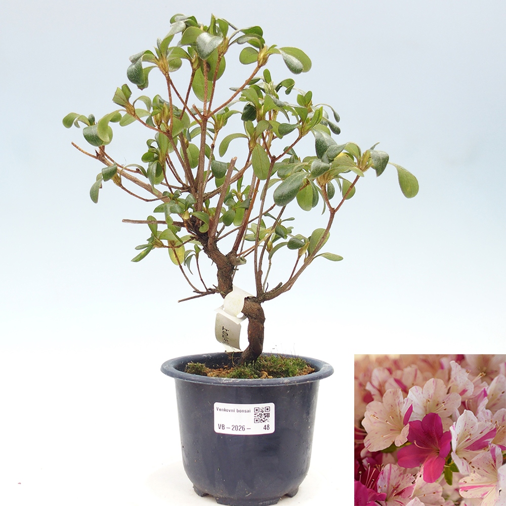 Kültéri bonsai - Japán azálea - Azálea Kaminoyamakirin