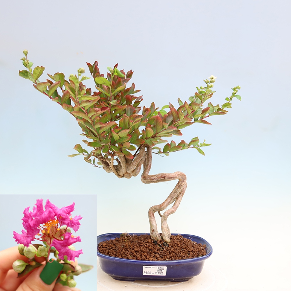 Szobabonsai – Lagerstroemia indica – indiai orgona