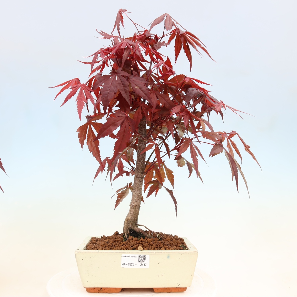 Kültéri bonsai - Acer pálma. Atropurpureum-Javor palmate