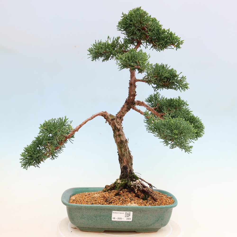 Kültéri bonsai - Juniperus chinensis Kishu