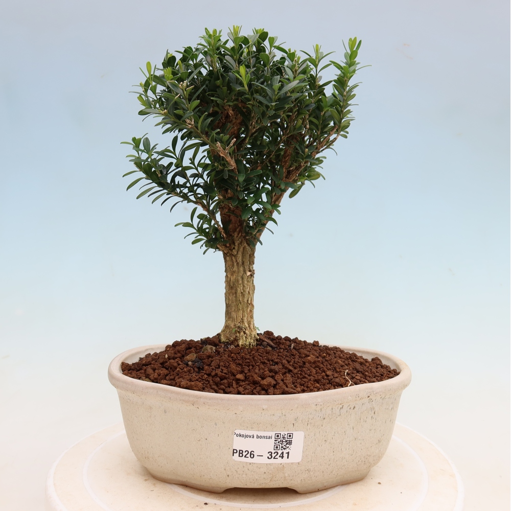 Szobai bonsai - Buxus harlandii - parafa buxus