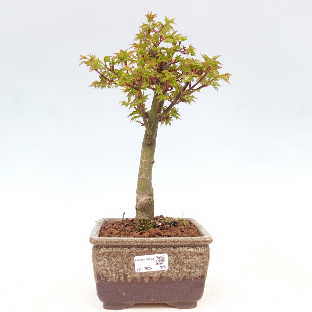 Kültéri bonsai -Javor pálma Acer palmatum Shishigashira