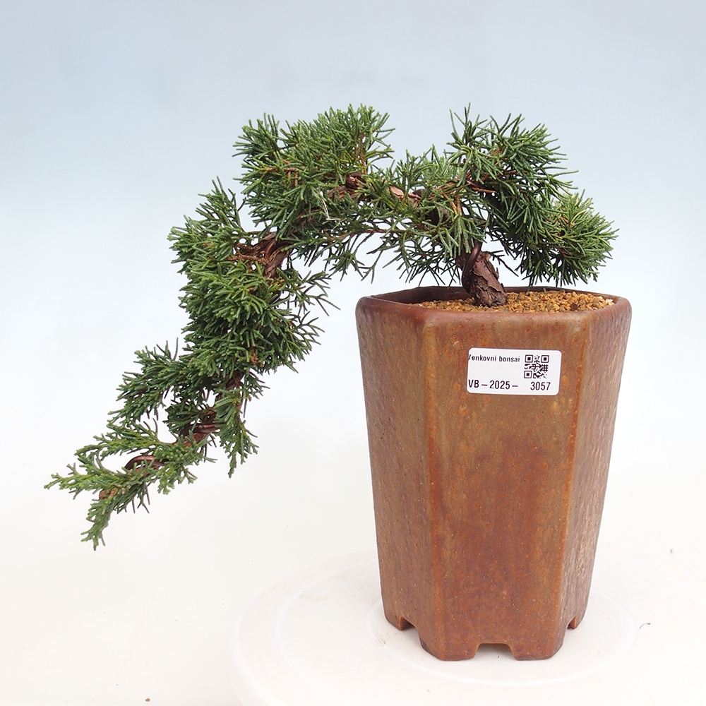 Kültéri bonsai - Juniperus chinensis Kishu