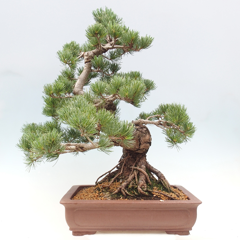 Kültéri bonsai - Pinus parviflora - Pinus parviflora