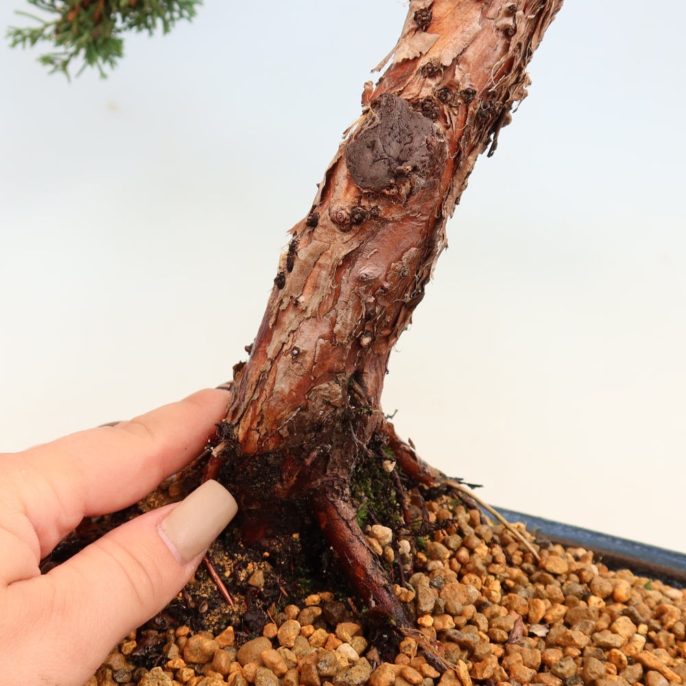 Kültéri bonsai - Juniperus chinensis Kishu
