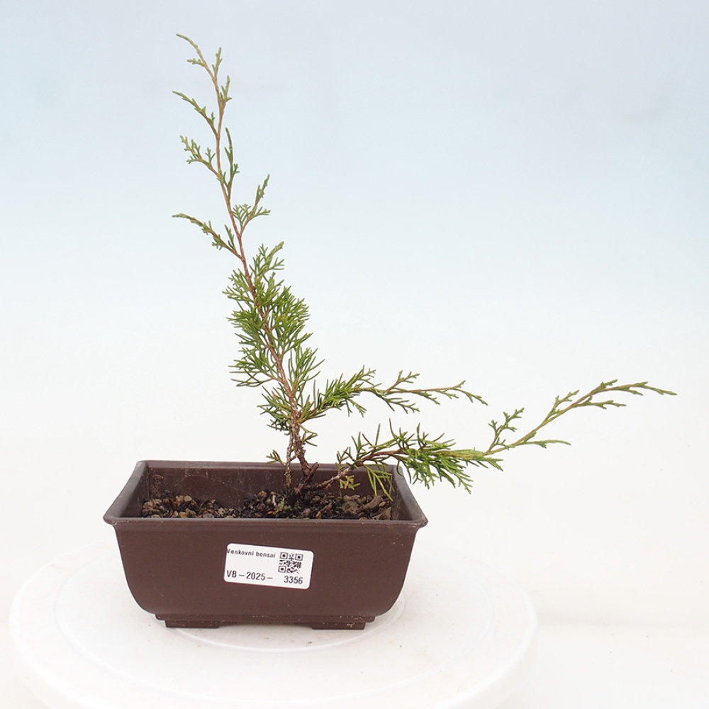 Kültéri bonsai - Juniperus chinensis Itoigawa
